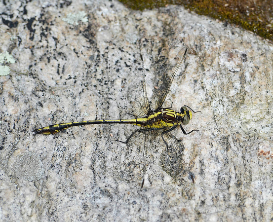 Black-shouldered Spinylegs dragonfly