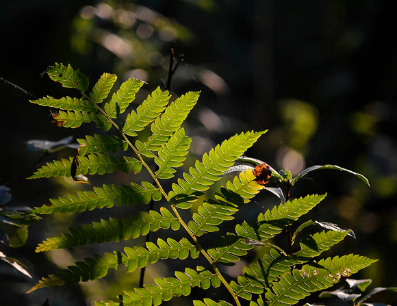 Backlit ferns