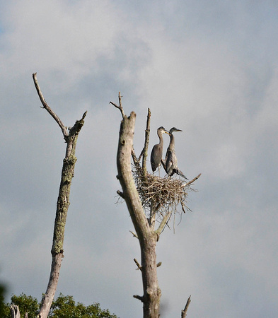 Great blue heron pair
