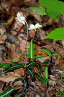 Spotted wintergreen in bloom