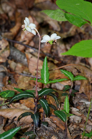 Spotted wintergreen in bloom