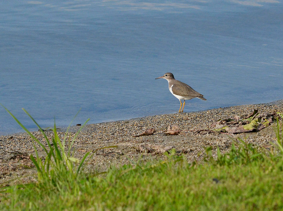 Spotted Sandpiper, adult, winter plumage