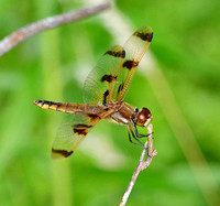 Painted skimmer dragonfly