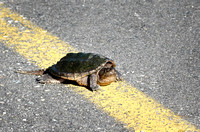 Obstinate snapping turtle