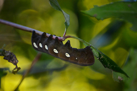Pandorus Sphinx caterpillar