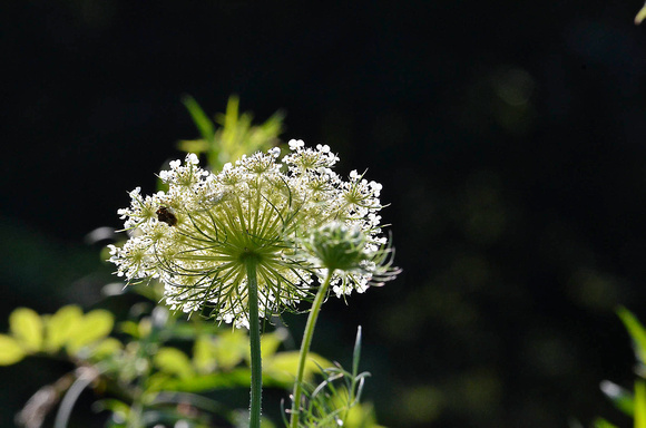 Queen Anne's Lace debut