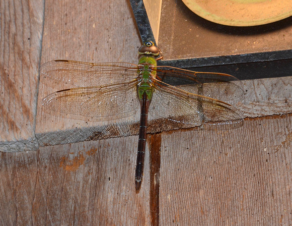 Common Green Darner at the lights