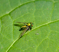 Long-legged fly, Home