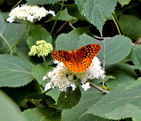 First Great Spangled Fritillary, Home