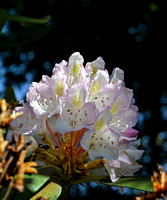 Wild rhododendrons, near RI Harvesting