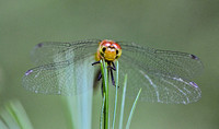First Meadowhawk, Home, Pine