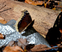 Mourning Cloak, home wood pile