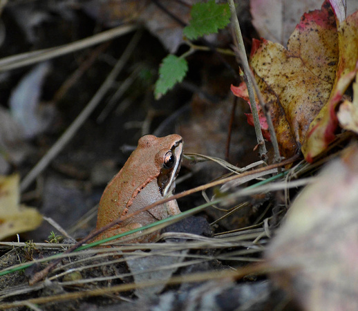 Wood frog by day