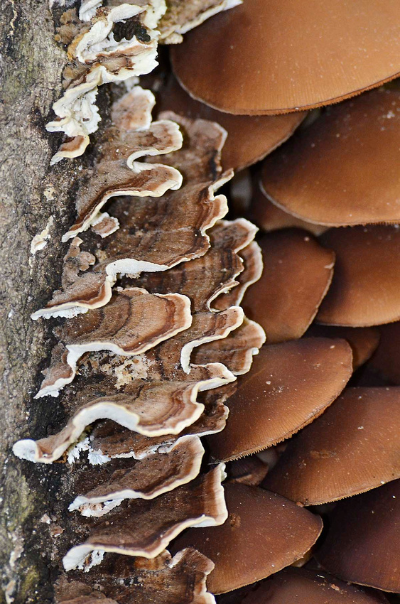 Mushroom gallery