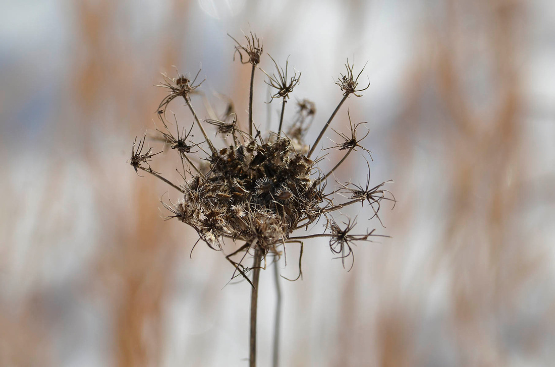 Dried Queen Anne's Lace