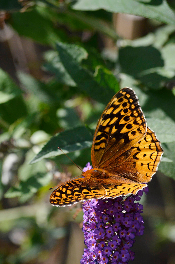 Butterfly bush and butterfly