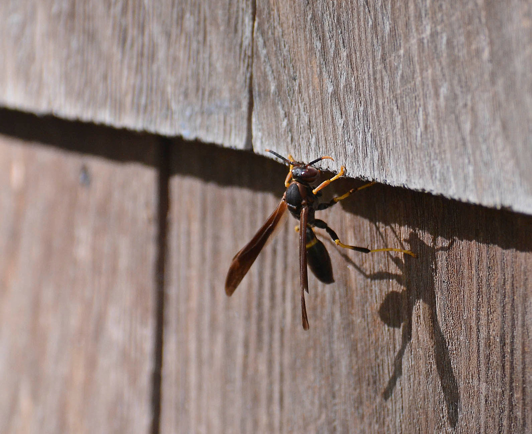 Late paper wasp