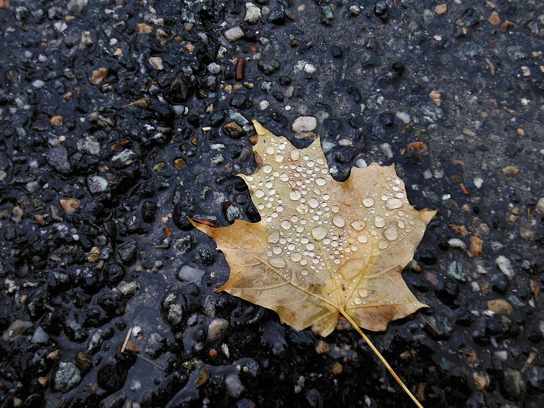 rainy day maple