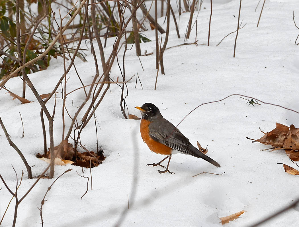 Robins in the snow