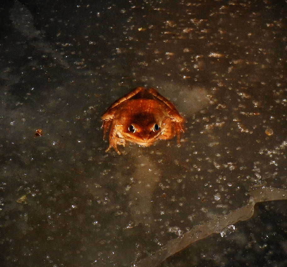 Wood frog on ice