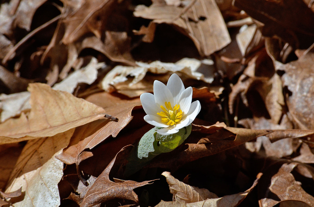First Bloodroot