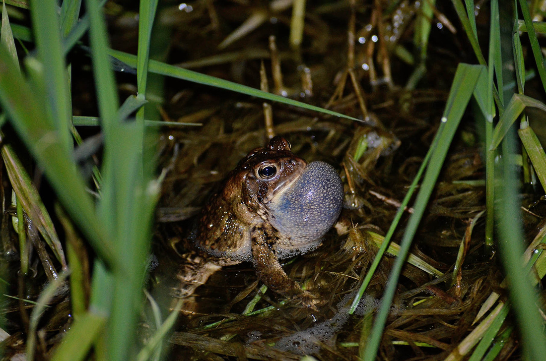 Toad trilling