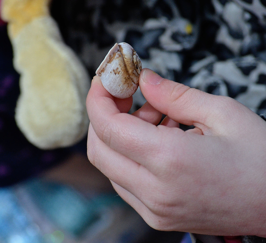 Discovering a land snail