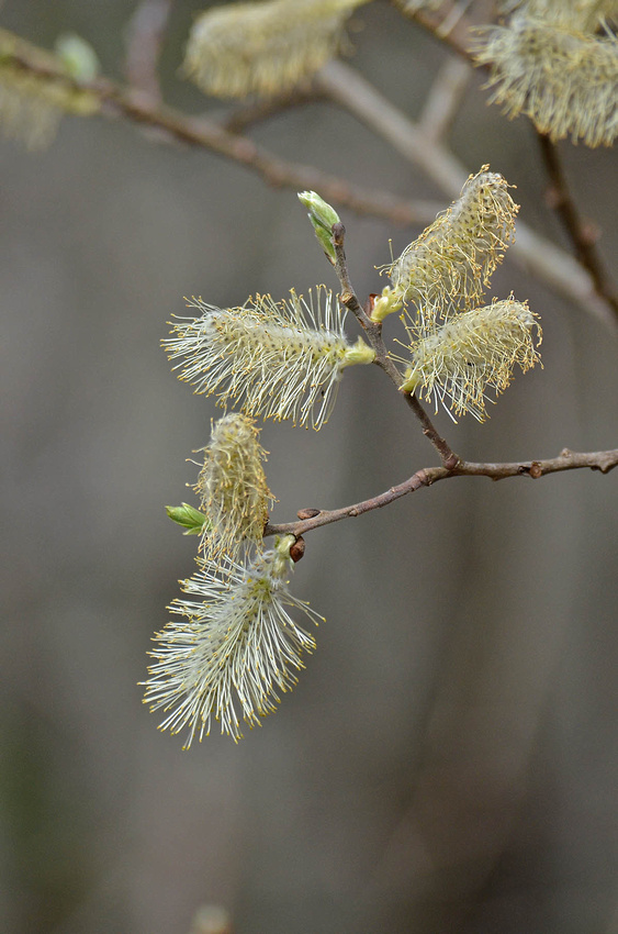Willow male catkins
