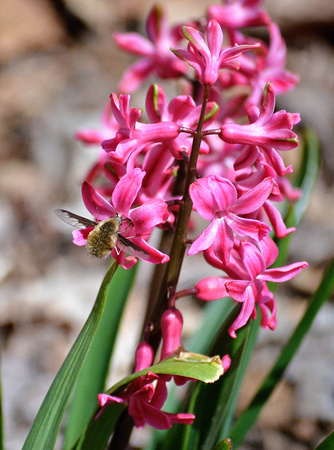 Bee fly in hyacinths