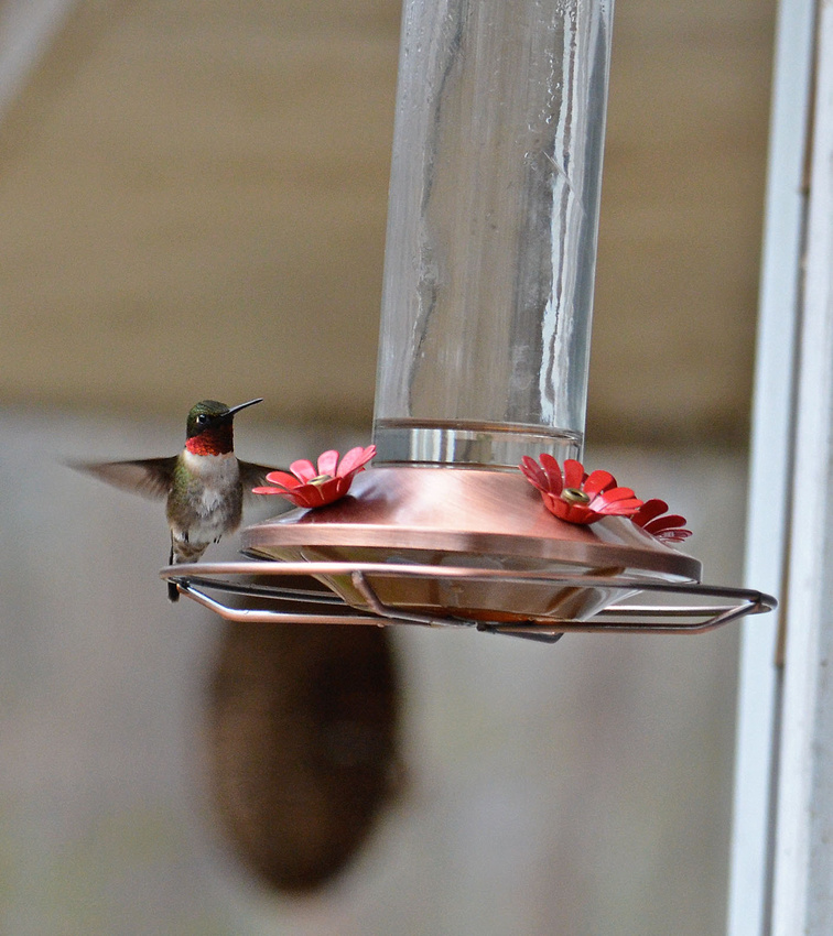 First hummingbird