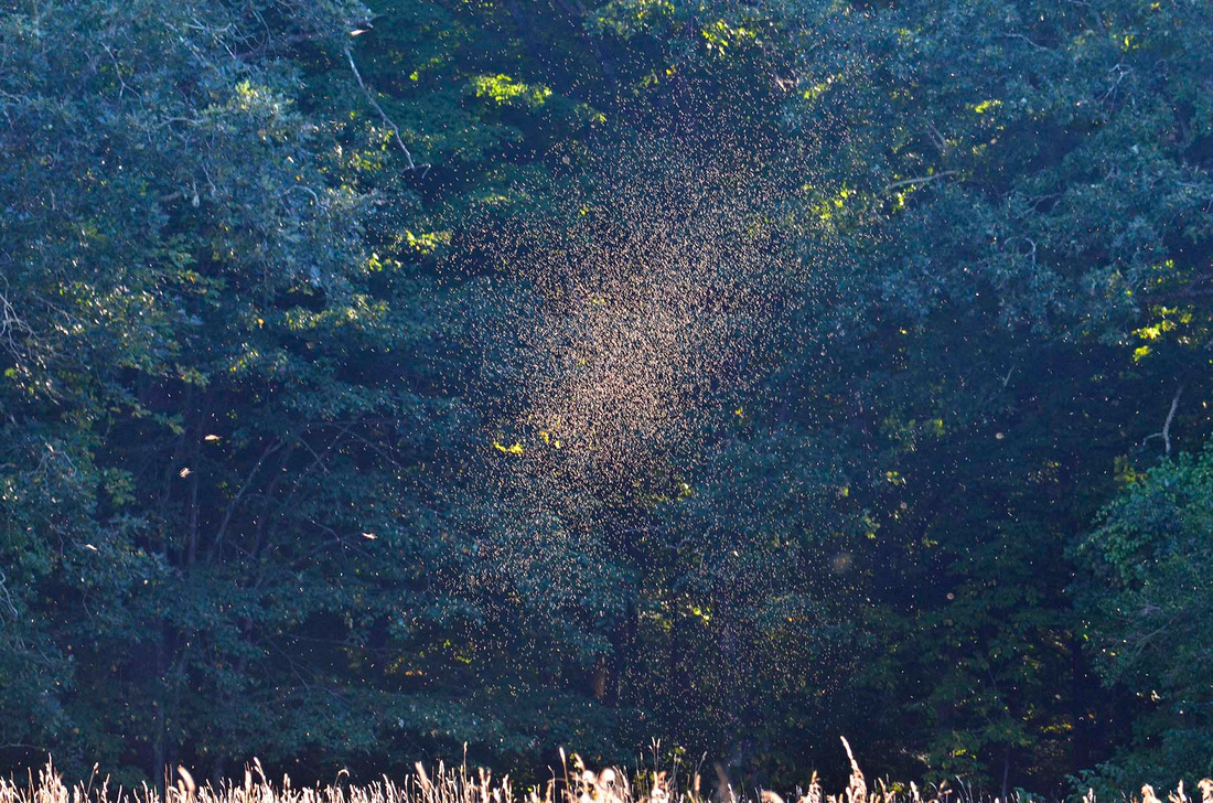 Late afternoon insect swarm