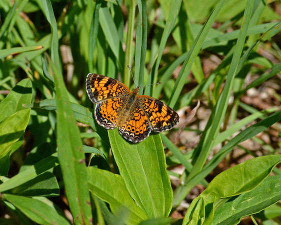 1st Northern Pearl Crescent