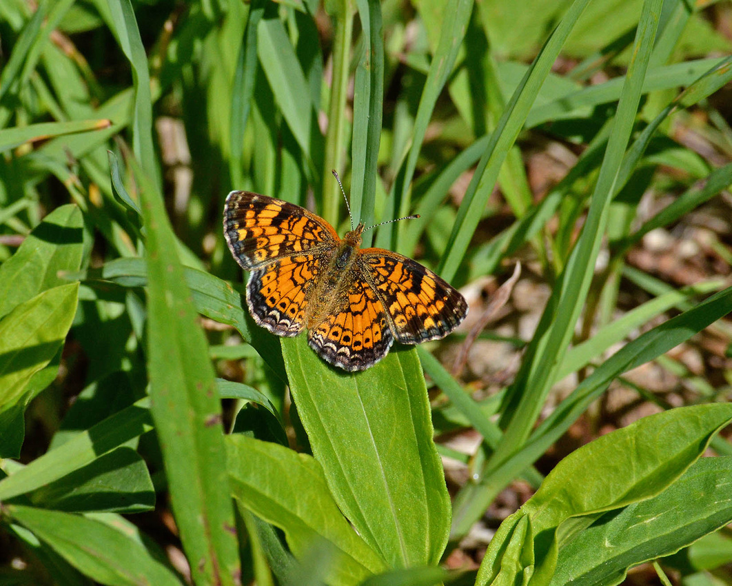 1st Northern Pearl Crescent