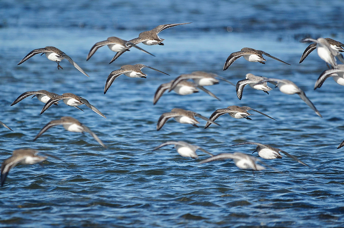 Shorebirds, Napatree
