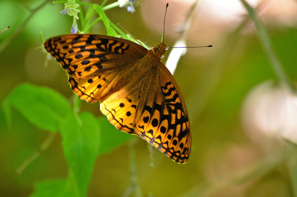 First Fritillary, our house
