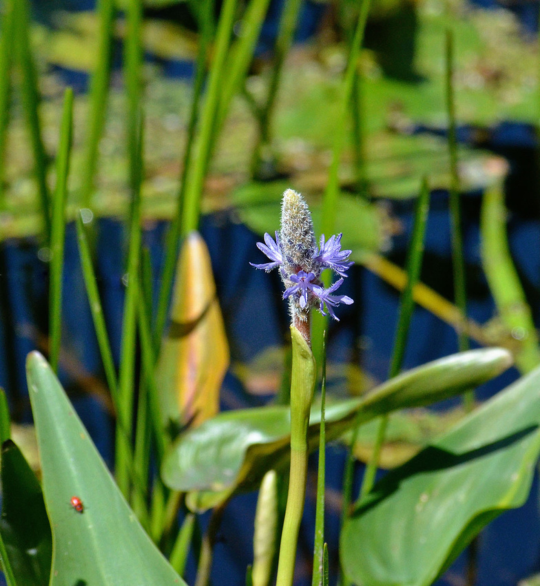 First pickerelweed