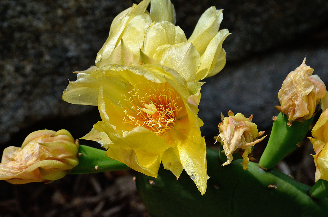 Prickly pear flowers