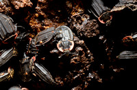 Carrion beetle gathering