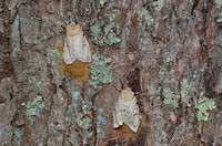 Gypsy moth females egg-laying
