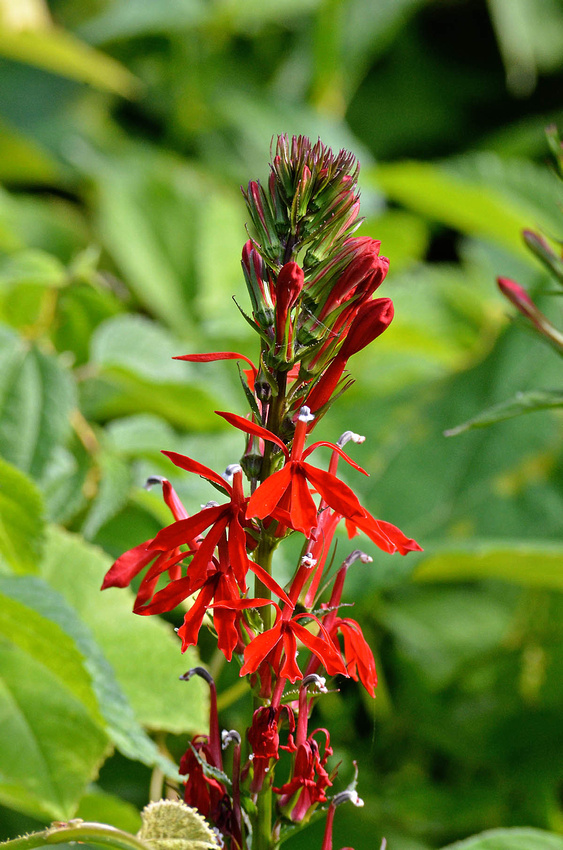 Cardinal Flower, Millpond