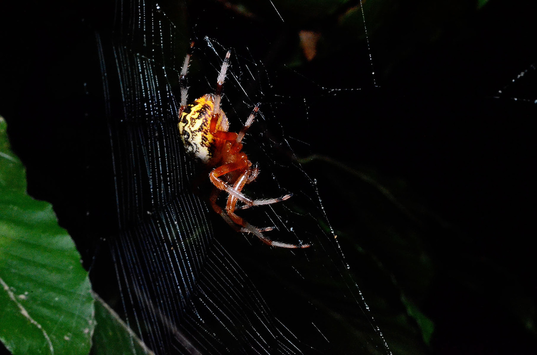 orb-web spider