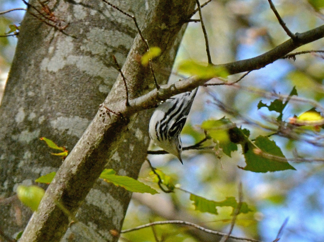 Migrant BW warbler, Home