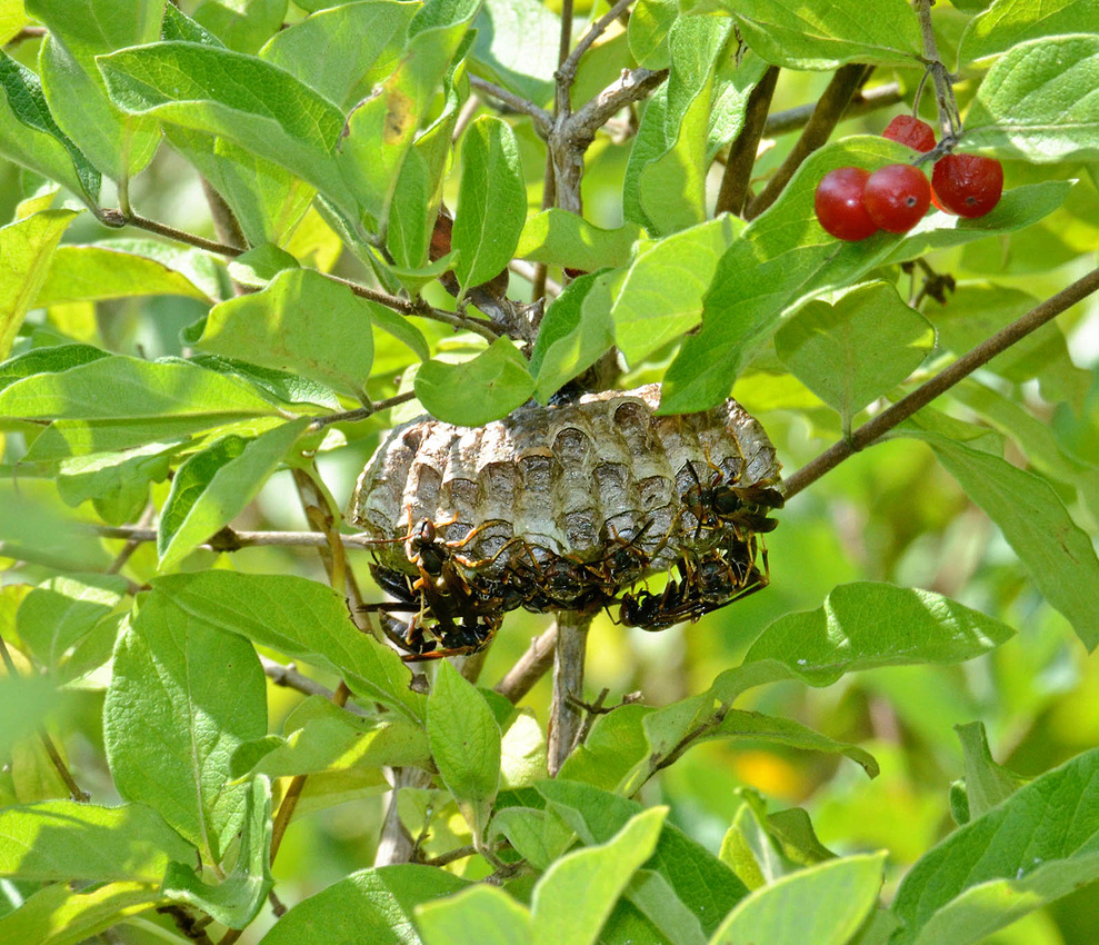 Wasps, Bell Cedar