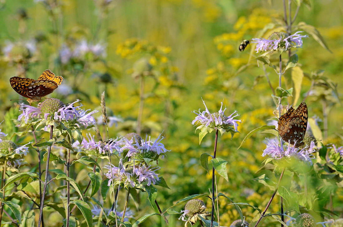 Frits, bumbles, and Bee Balm