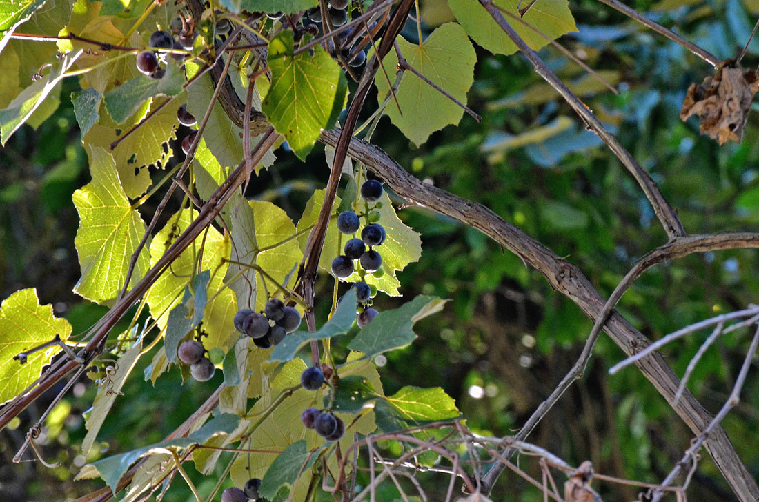 Wild grapes, millpond