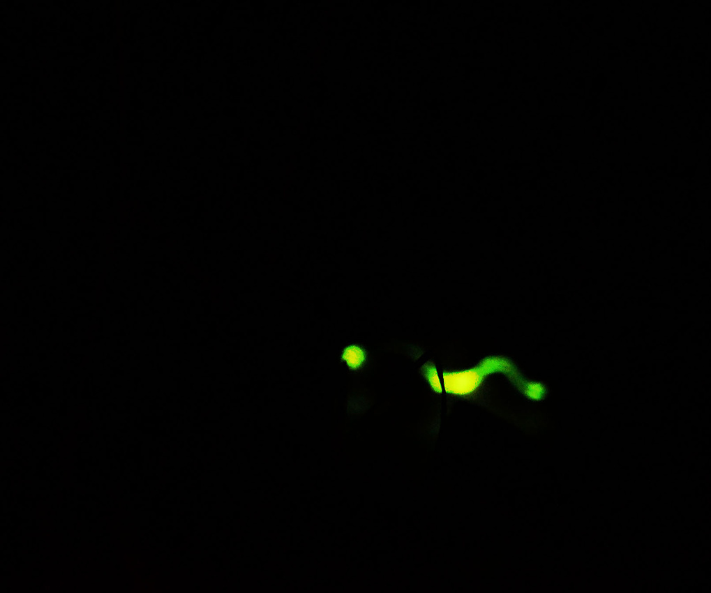 Glowworm live