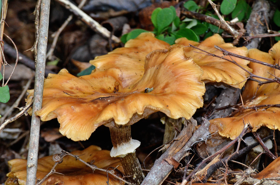 Honey fungi Boom Bridge