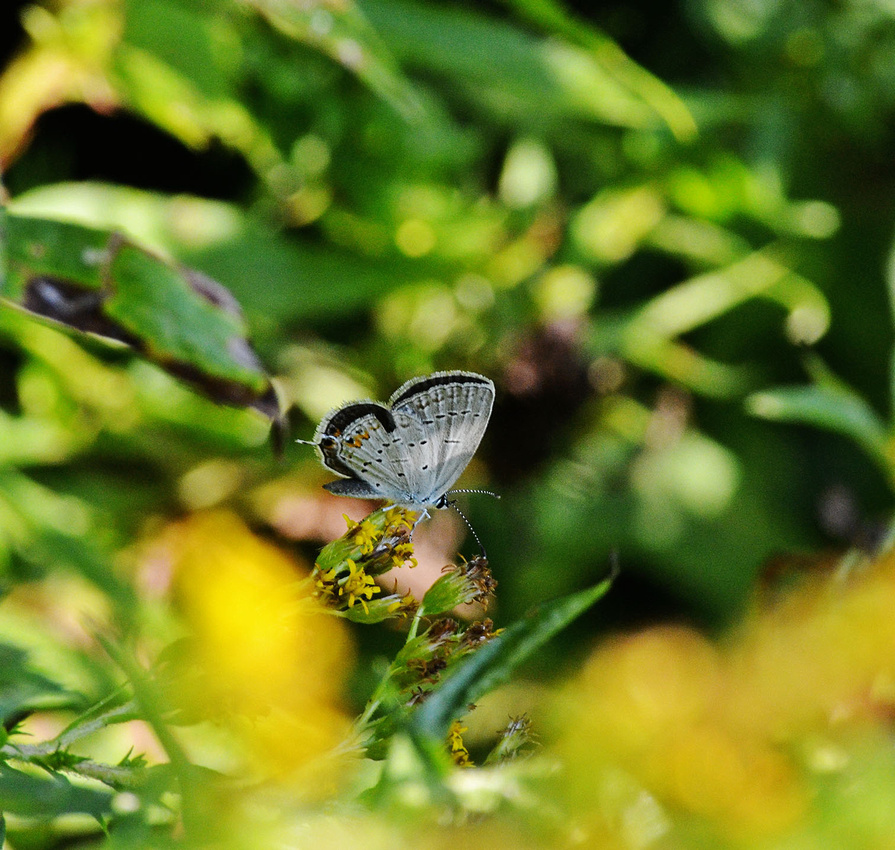 Eastern-tailed Blue, home