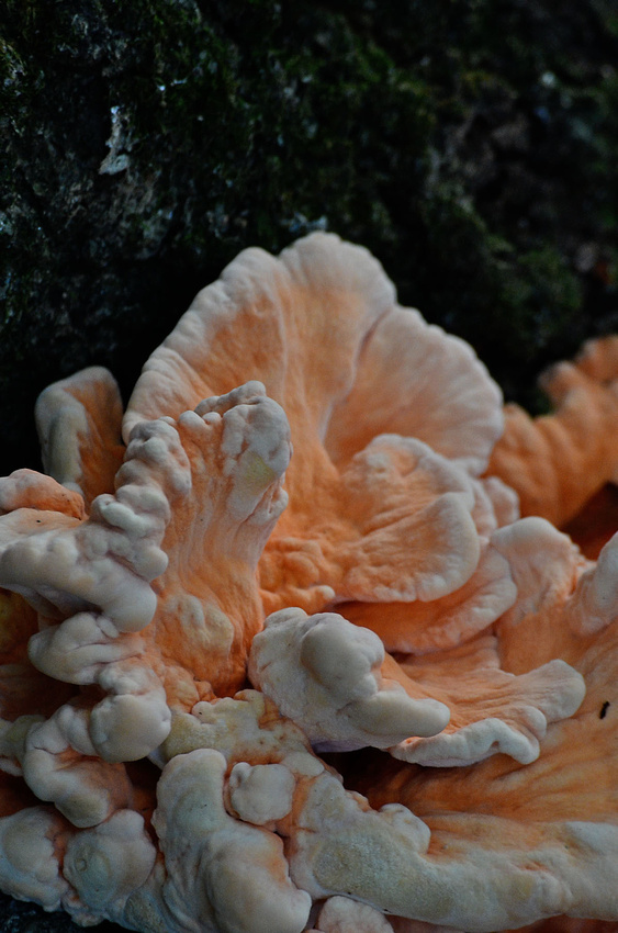 Chicken-type fungus, home