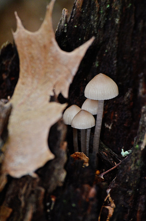 Mycena mushrooms, Babcock